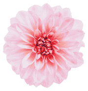 Cosmetic Procedures Flower - Sadeghi Plastic Surgery